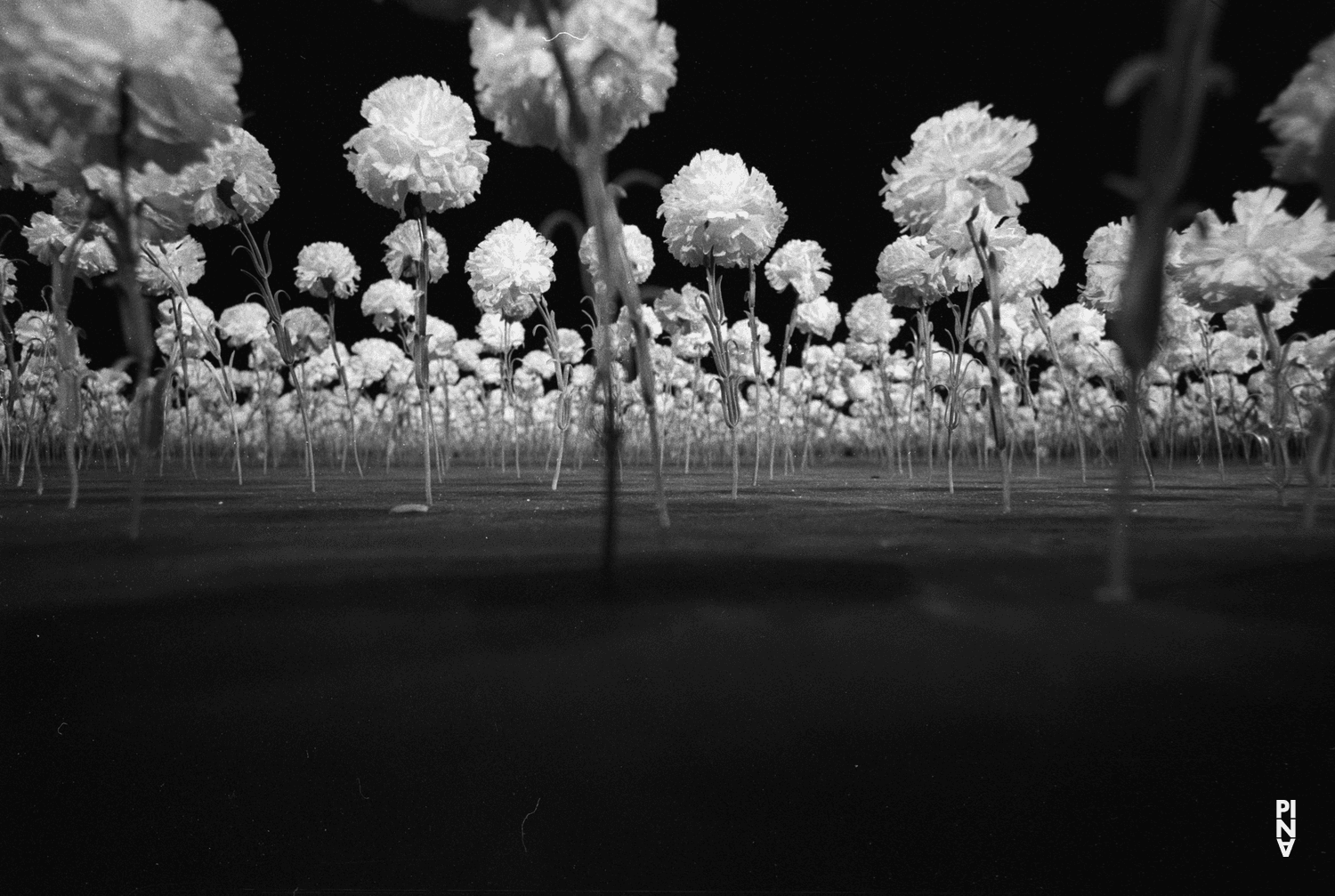 “Nelken (Carnations)” by Pina Bausch