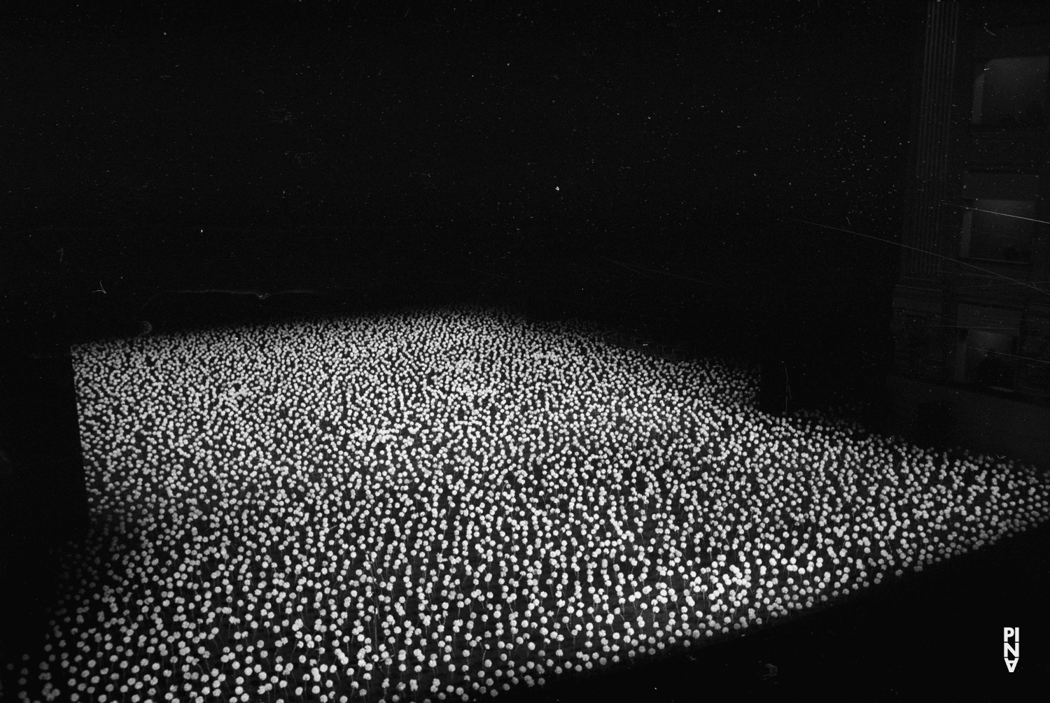 Photo de « Nelken (Les œillets) » de Pina Bausch