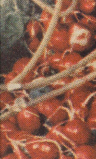 Programmheft zu „Das Stück mit dem Schiff“ von Pina Bausch mit Tanztheater Wuppertal in Antwerpen, 07.09.1995–09.09.1995