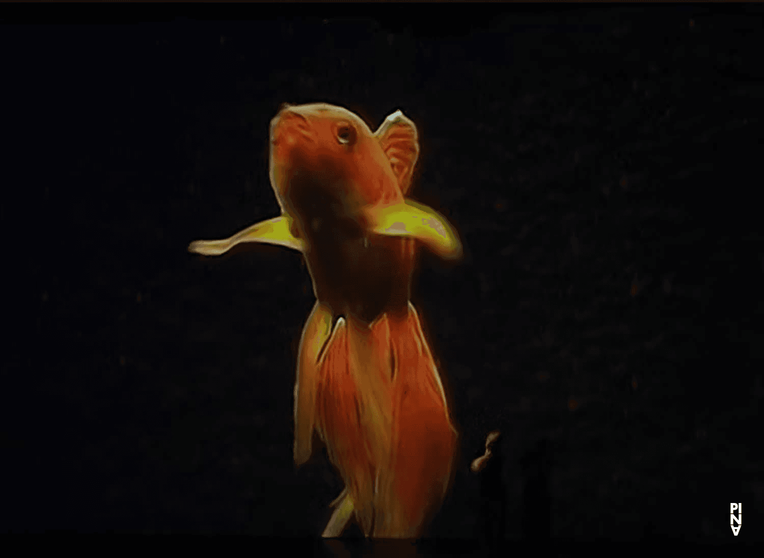 « Pina, les poissons » – solo de « Danzón »